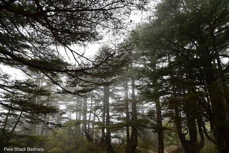 A part of the Forest of Cedars in Northern Lebanon